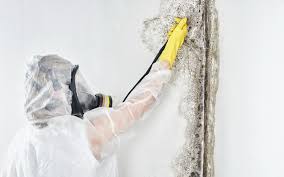 Best Environmental Consulting for Mold Prevention in USA